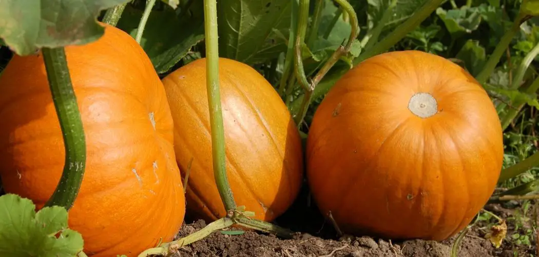 How to Grow Bigger Pumpkins
