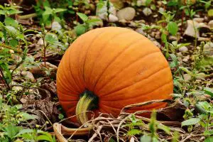 How to Grow Bigger Pumpkins