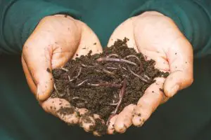 how to make soil more fertile 