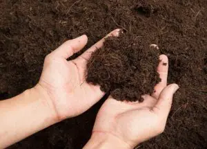 Tips for Determining Soil Type