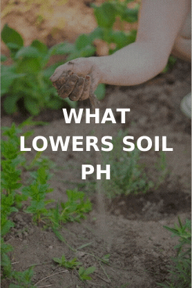 what lowers soil pH