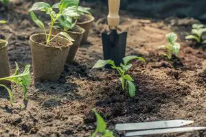 How to Make Vegetable Garden Grow Faster