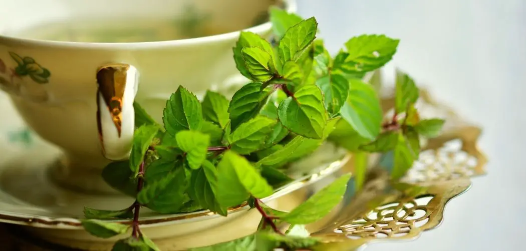 backyard healing herbs review
