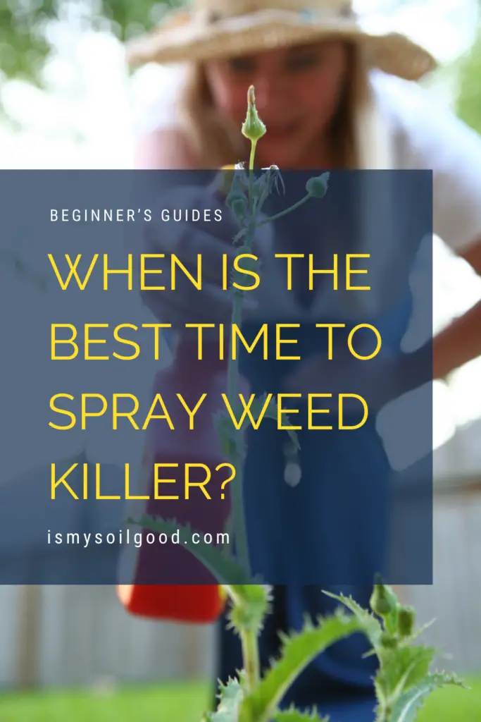 When Is The Best Time To Spray Weed Killer