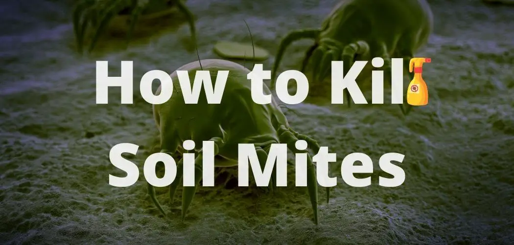 How to Kill Soil Mites