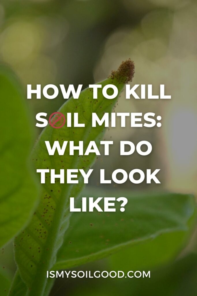 How to Kill Soil Mites: What Do They Look Like?