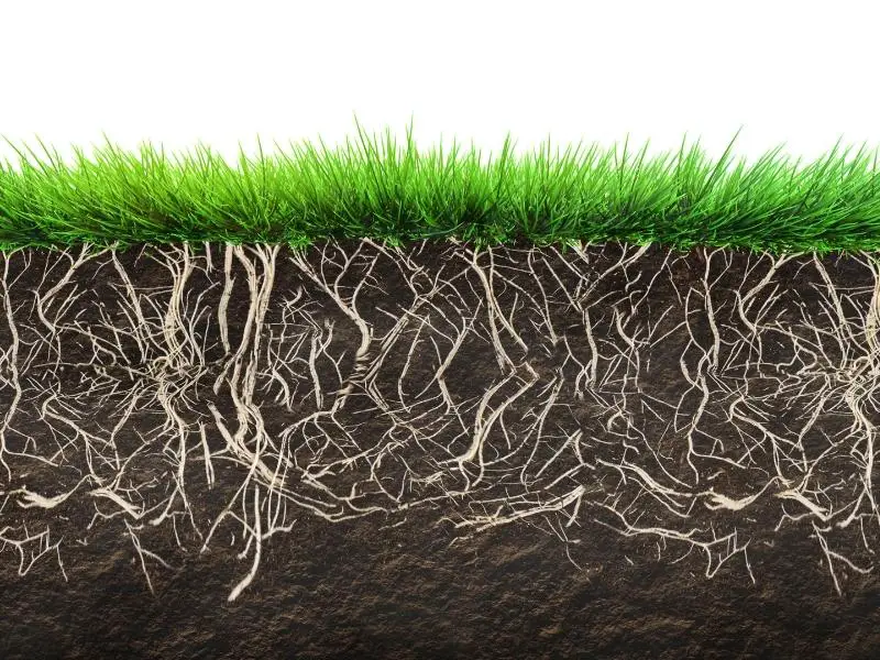 How does the amount of soil affect how fast your grass grows?