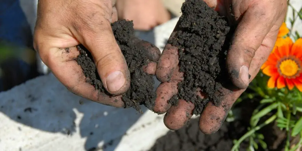 Black soil is rich in
