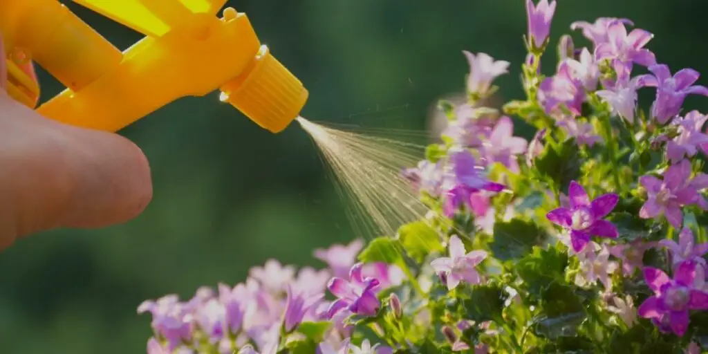 How to fertilize sunflower plants