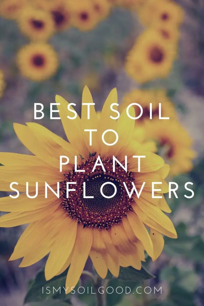 best soil to plant sunflowers