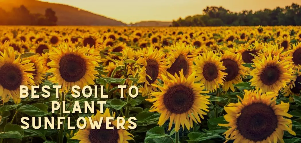 best soil to plant sunflowers ismysoilgood