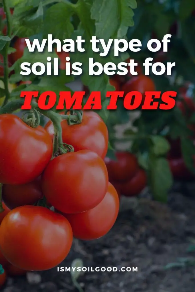 what type of soil is best for tomatoes