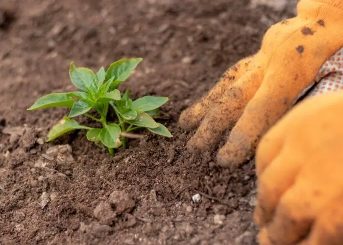 How can you tell if your garden needs to be tilled?