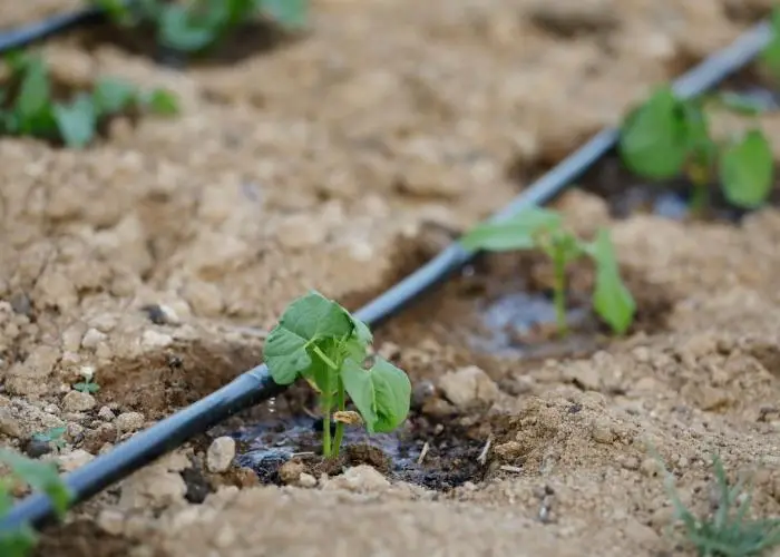 Install a drip irrigation system for even watering of your plants