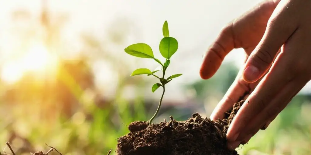 Plant trees and shrubs to Prevent Soil Erosion