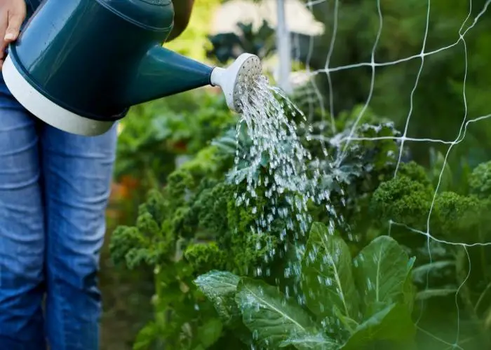Poor Watering Practices on vegetable garden