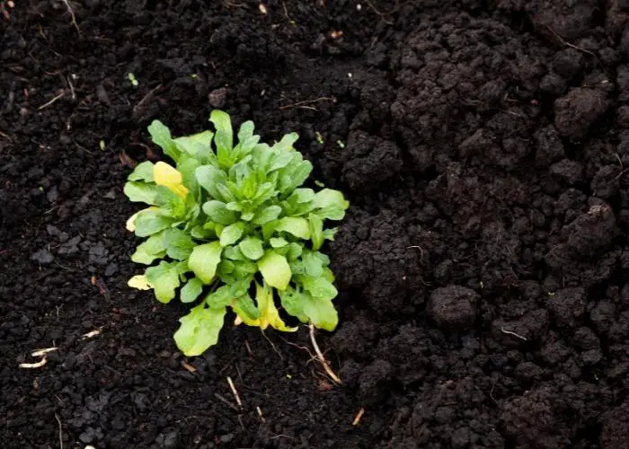 The benefits of aerated soil for plants