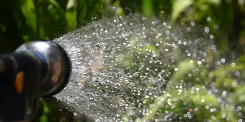 Water your plants in the morning or evening when the sun isn't as strong