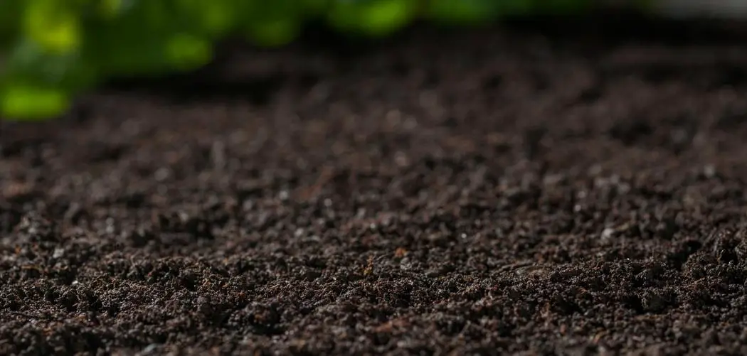 What is Well Drained Soil? Everything You Need to Know