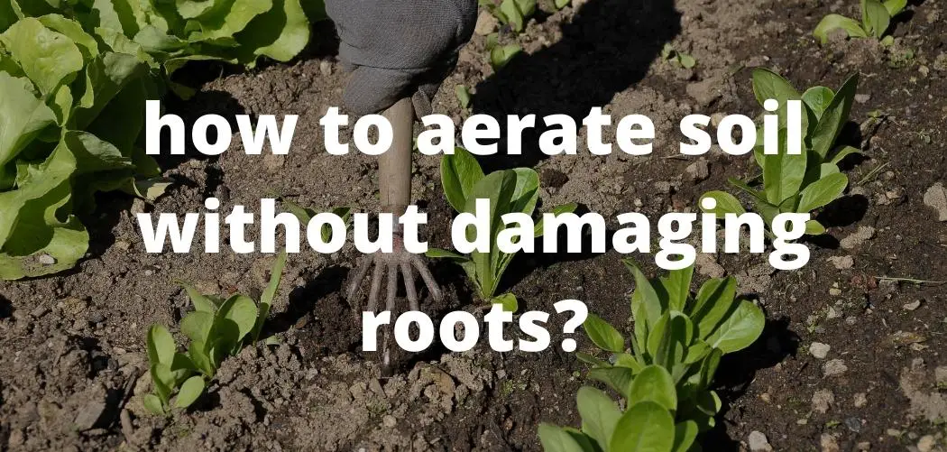 how to aerate soil without damaging roots ismysoilgood