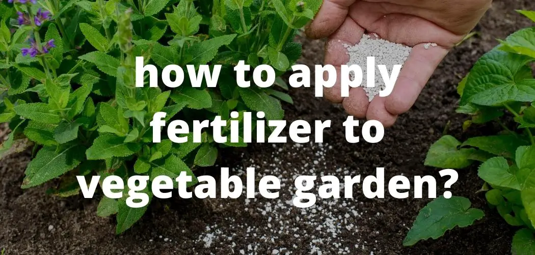 how to apply fertilizer to vegetable garden ismysoilgood