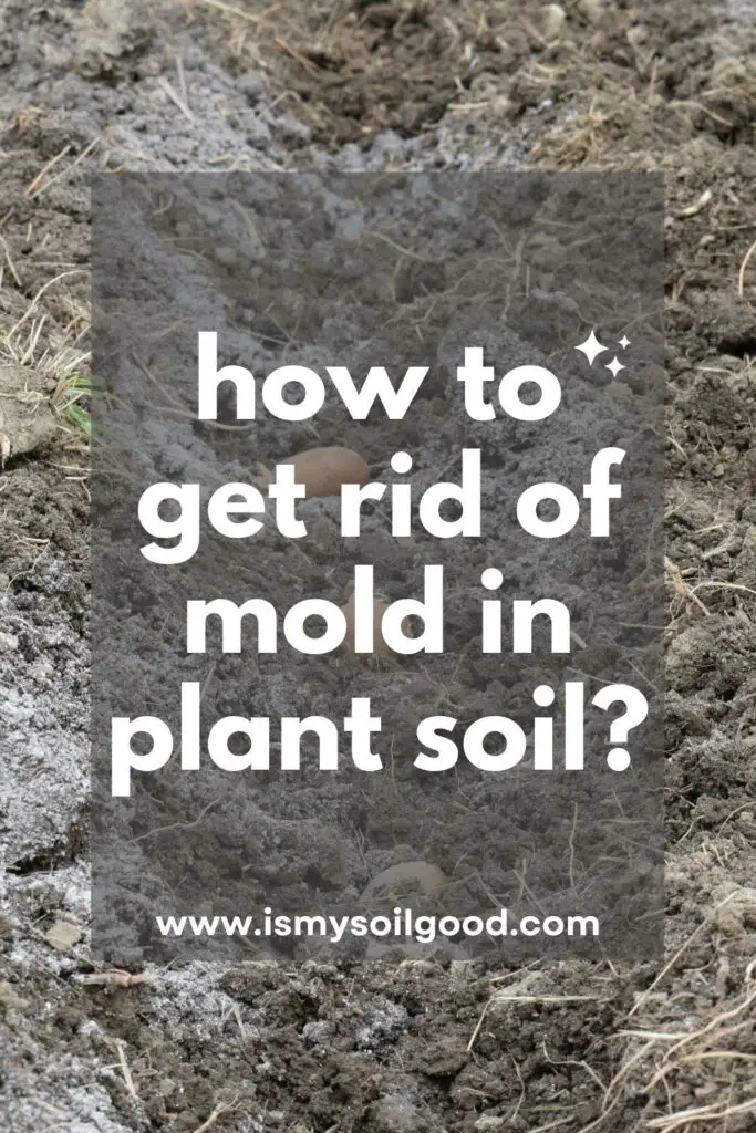 how to get rid of mold in plant soil