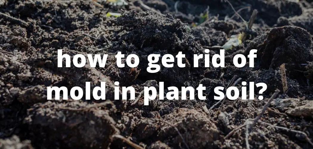 how to get rid of mold in plant soil ismysoilgood