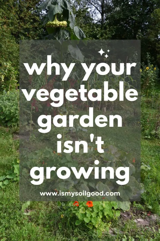 why your vegetable garden isn't growing