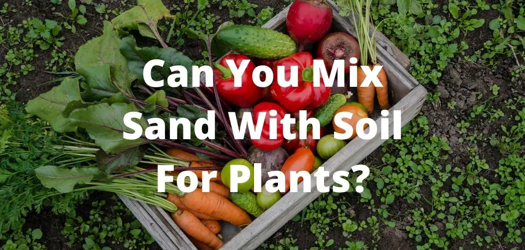 Can You Mix Sand With Soil For Plants And What Are The Benefits