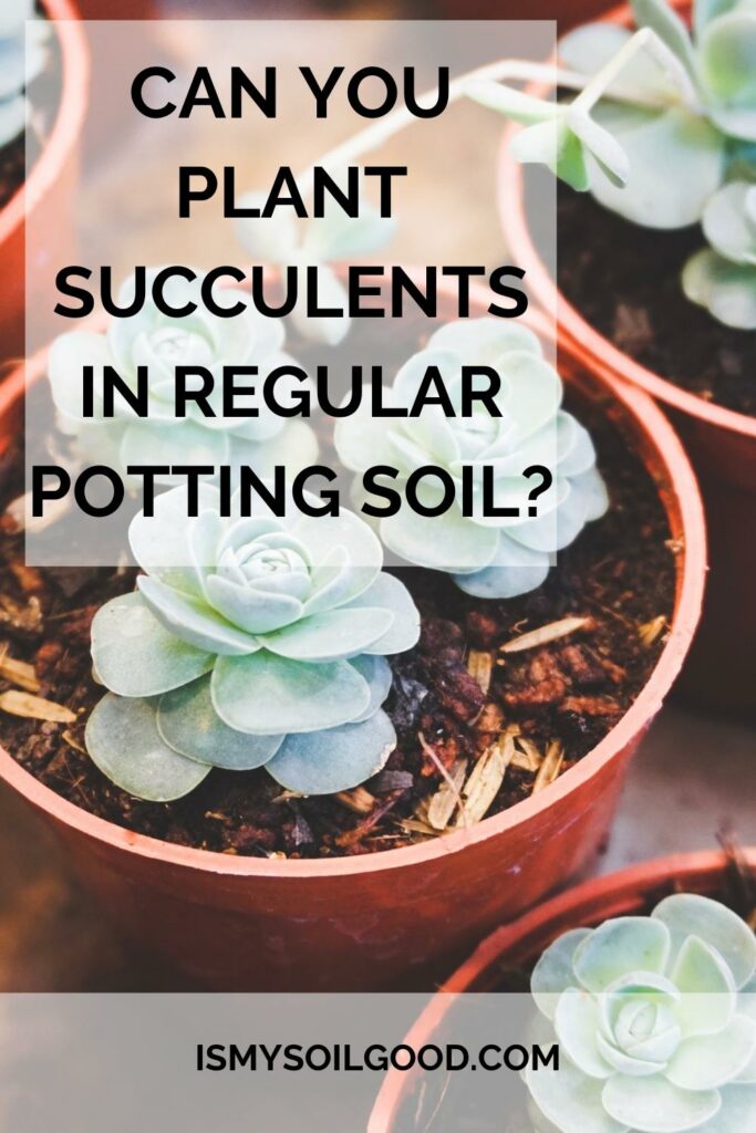 Can you plant succulents in regular potting soil