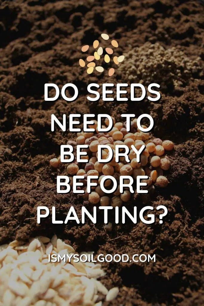 Do Seeds Need To Be Dry Before Planting