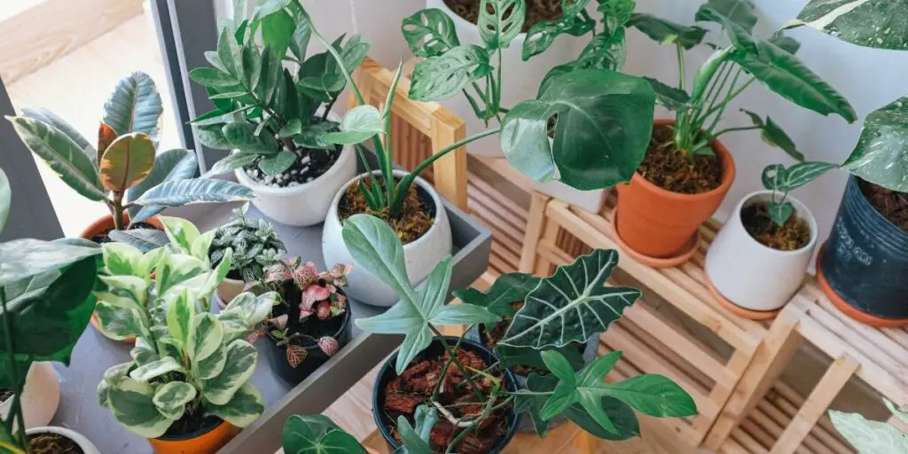 Do indoor plants need direct sunlight