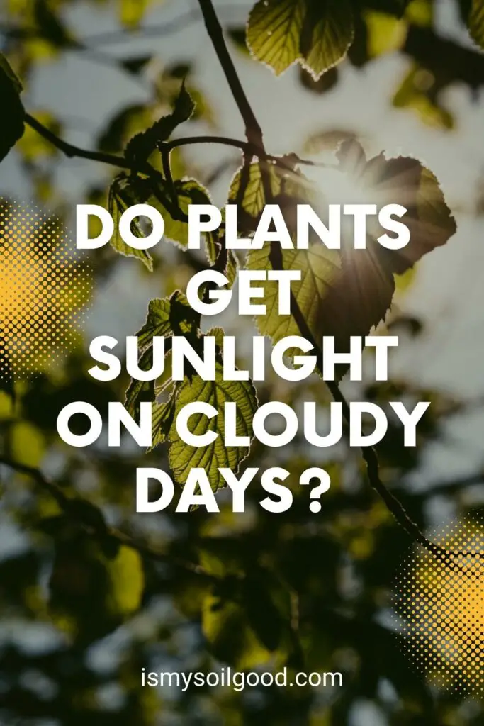 Do plants get sunlight on cloudy days? 
