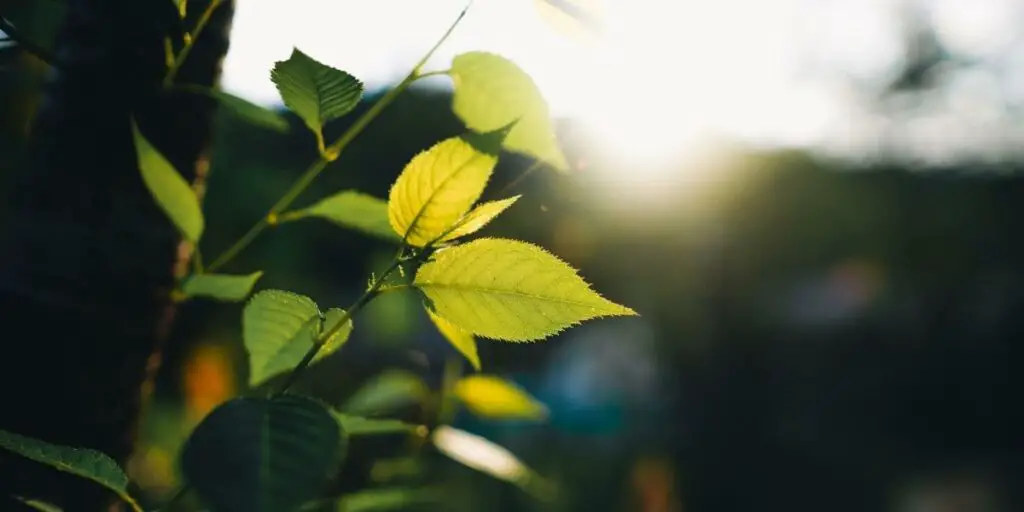 Do plants need direct sunlight for photosynthesis