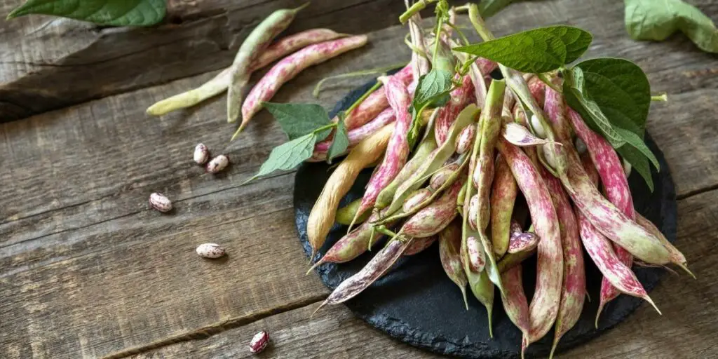 Harvest and storage calypso beans