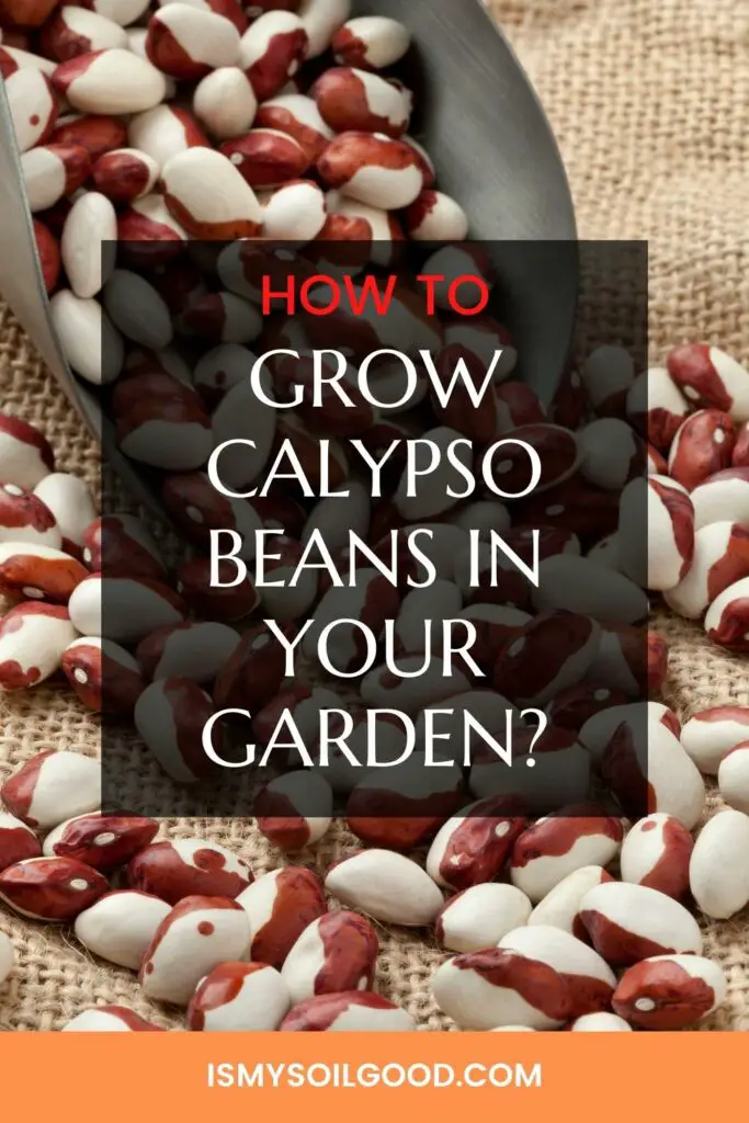 How To Grow Calypso Beans In Your Garden?