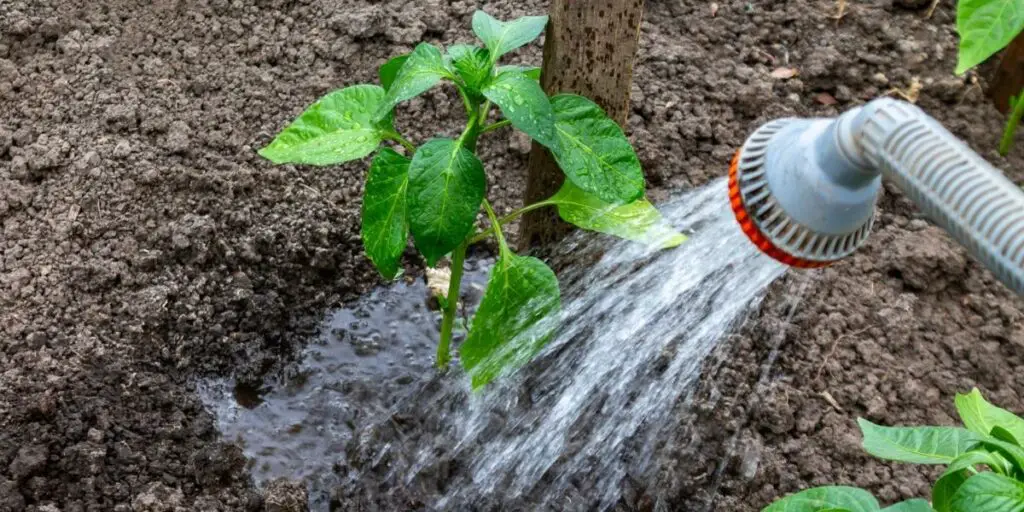 Soil regulates water levels around plants