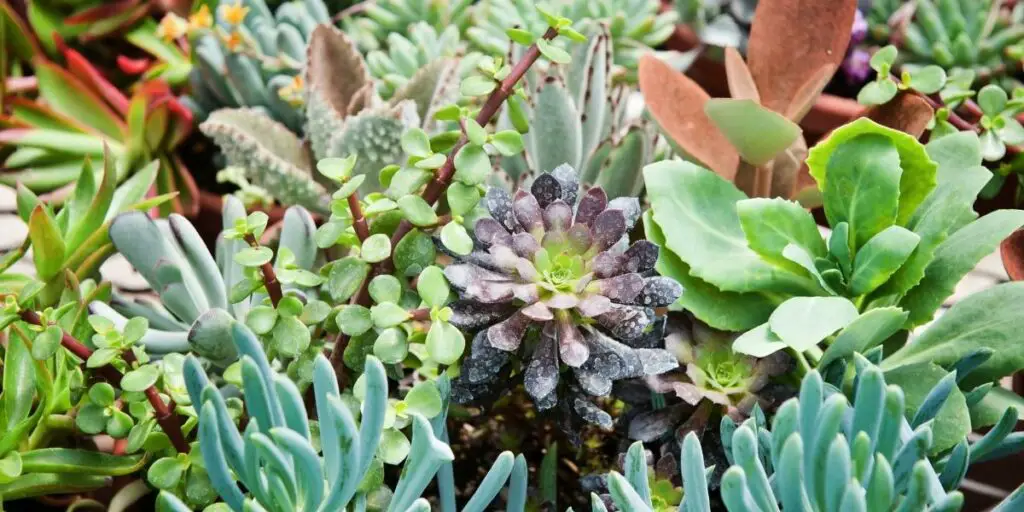 The benefits of adding succulents to your garden or home