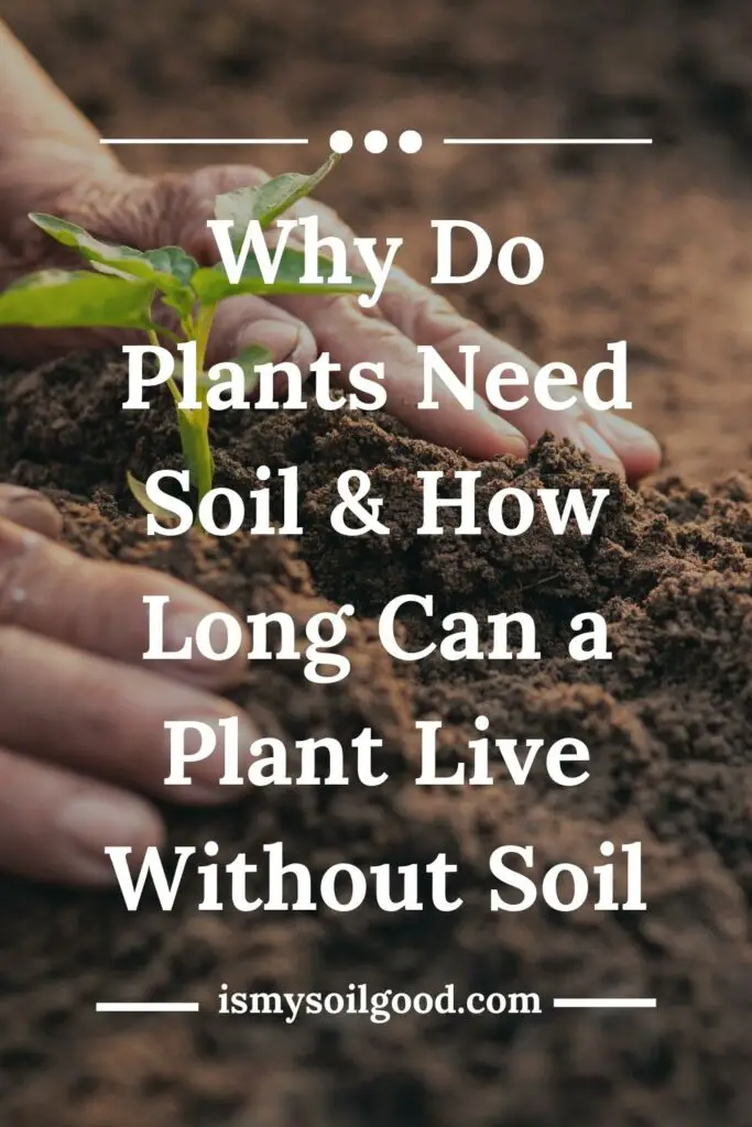 Why Do Plants Need Soil And How Long Can a Plant Live Without Soil