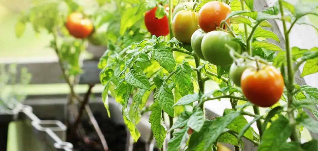 Can You Use Rose Potting Soil For Tomatoes?
