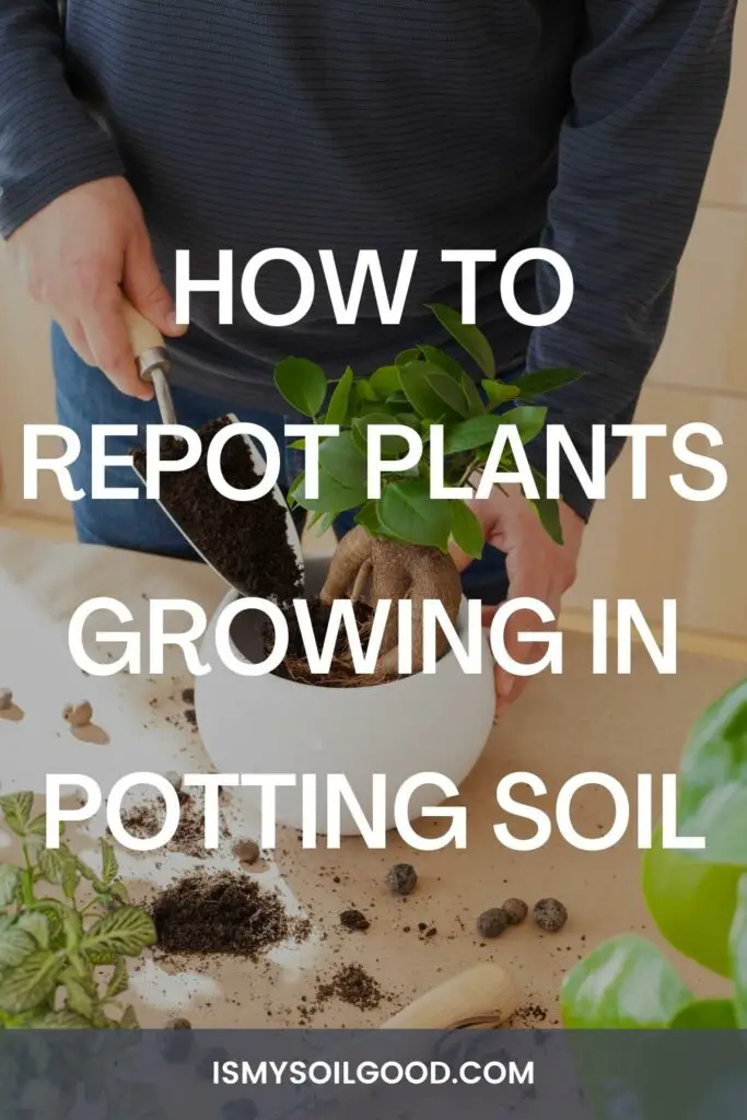 How to Repot Plants Growing in Potting Soil