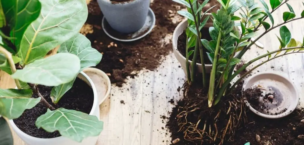 How to Repot Plants Growing in Potting Soil?