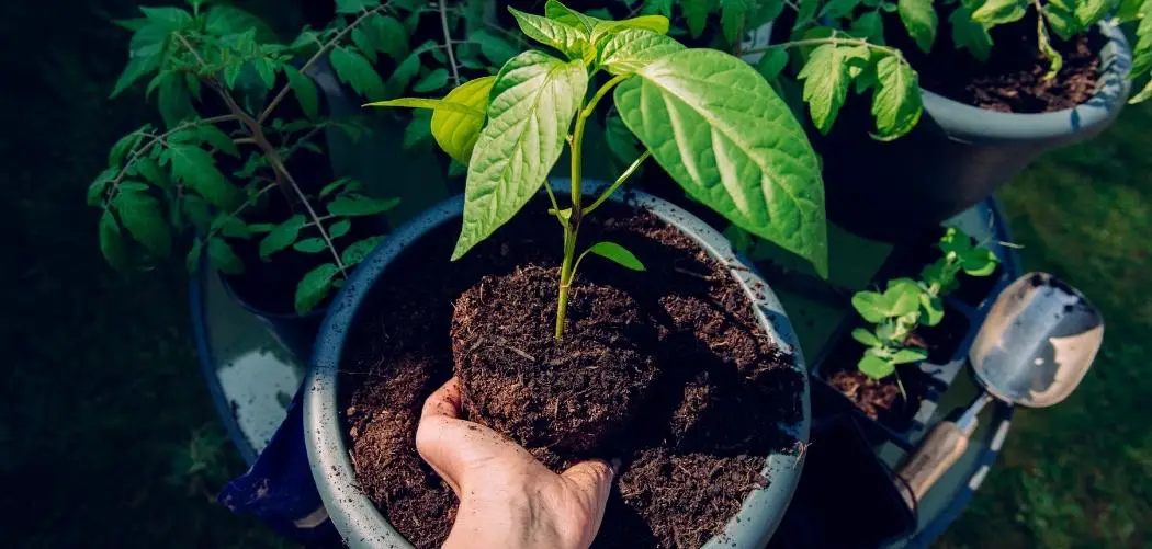 How to Revitalize Your Potting Soil for Better Plant Growth