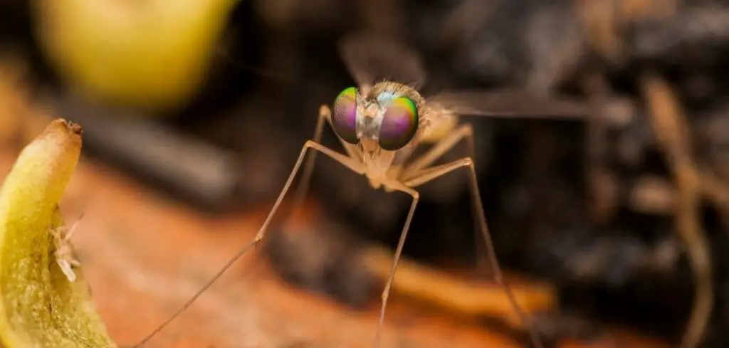 How to get rid of fruit flies in potting soil?