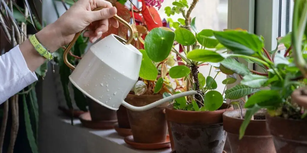 Watering potted plants regularly