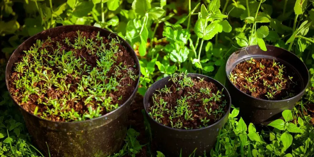 benefits of using organic potting soil