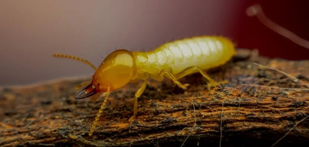 Do Termites Eat The Pine Material In Potting Soil?