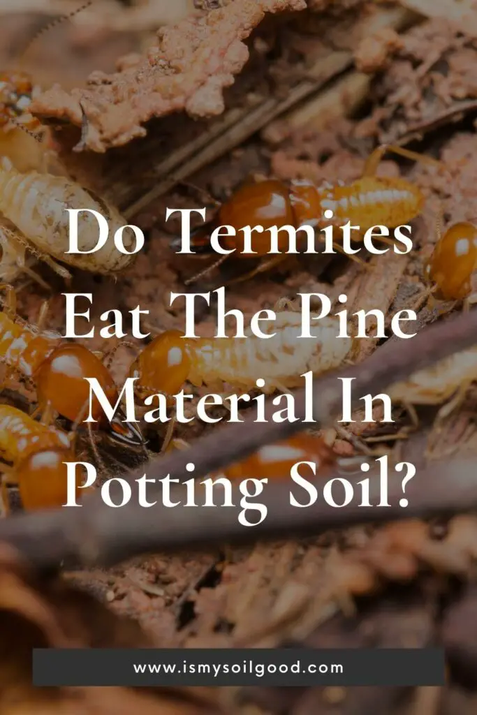 Do Termites Eat The Pine Material In Potting Soil