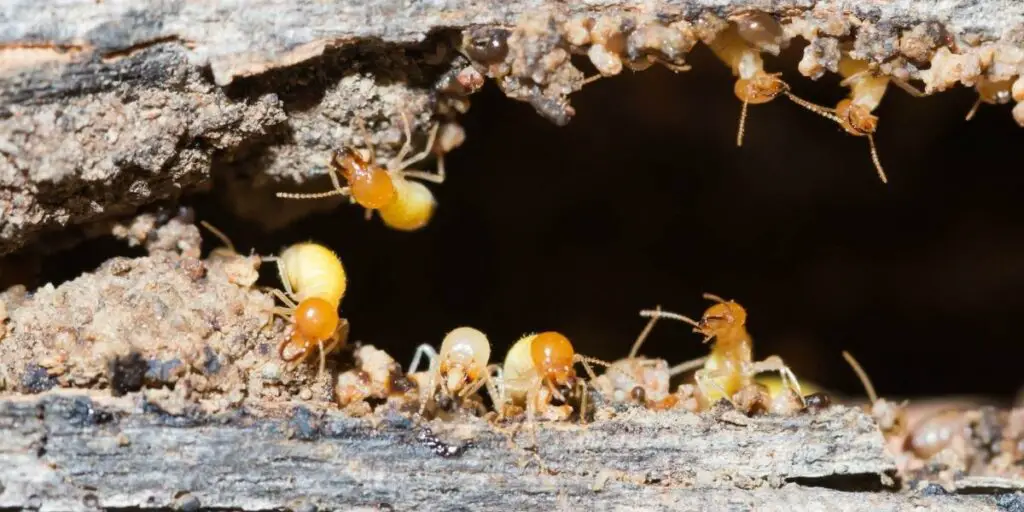 What attracts termites to potting soil