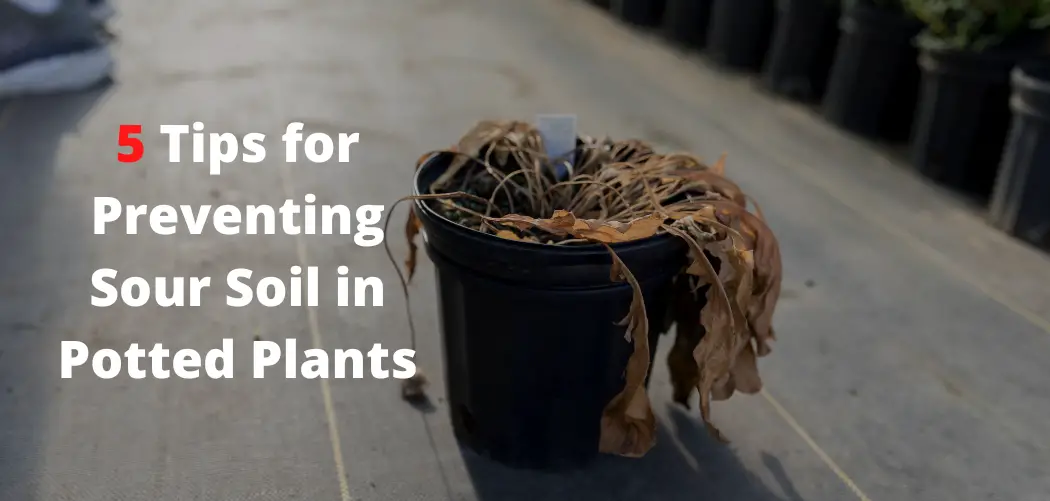 5 Tips for Preventing Sour Soil in Potted Plants
